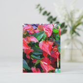 Anthuriums (Staand voorkant)