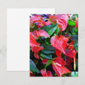 Anthuriums (Voorkant / Achterkant)