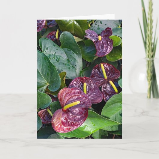 Anthuriums Bedankkaart (Voorkant)