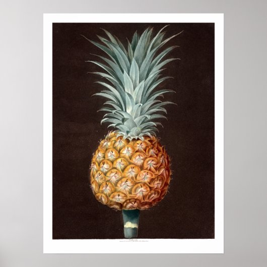 Antiek 1807 ananas Botanische illustratie Poster (Voorkant)