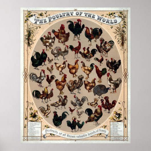 Antiek 1868 Pluimvee van de wereld Poster (Voorkant)