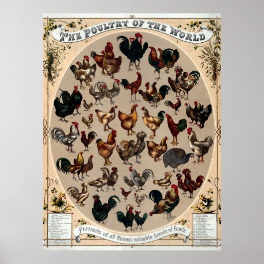 Antiek 1868 Pluimvee van de wereld Poster (Voorkant)