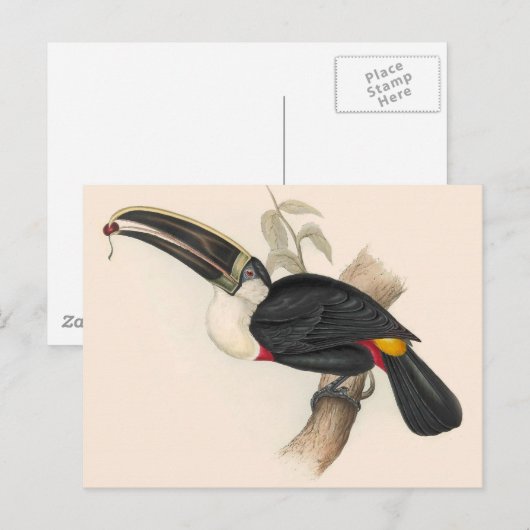 Antiek aanraakgevoelige vogelsoorten briefkaart (Voorkant / Achterkant)