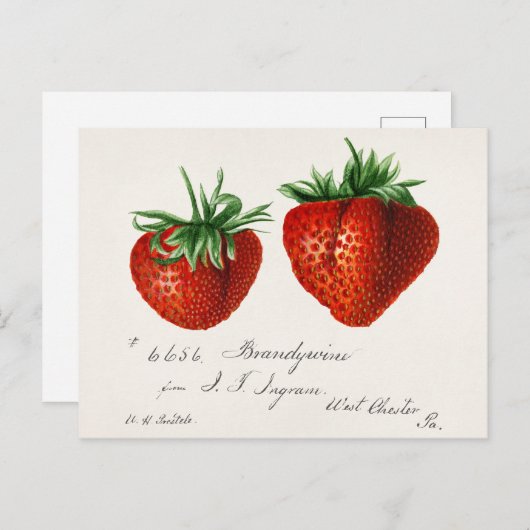 Antiek aardbeien Griscom Passmor Briefkaart (Voorkant / Achterkant)