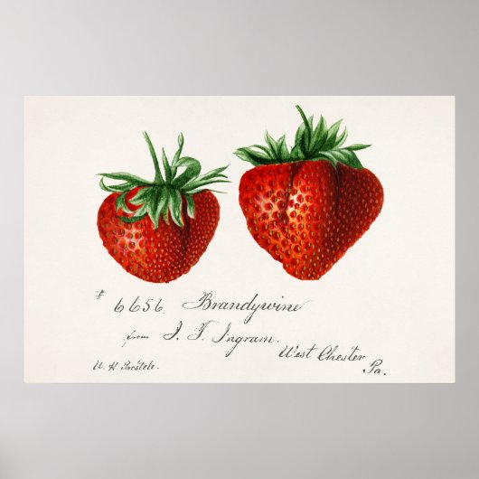 Antiek aardbeien Griscom Passmor Poster (Voorkant)