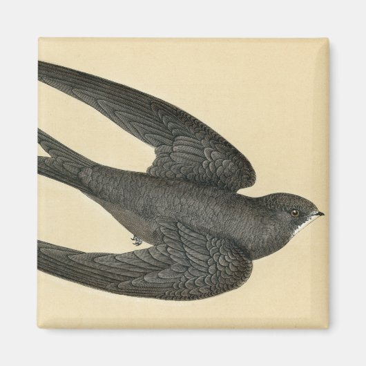 Antiek afdruk van een SWIFT Magneet (Voorkant)