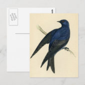 Antiek afdrukken van een Paarse Martin Briefkaart (Voorkant / Achterkant)