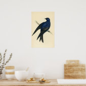 Antiek afdrukken van een Paarse Martin Poster (Keuken)