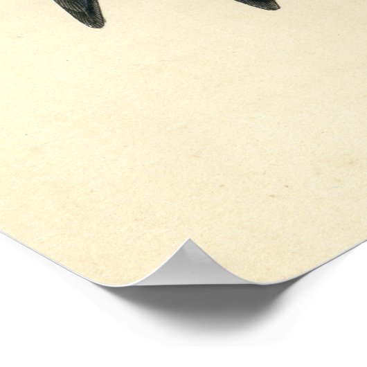 Antiek afdrukken van een Paarse Martin Poster (Hoek)