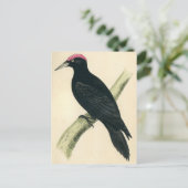 Antiek afdrukken van een zwarte Woodpecker Briefkaart (Staand voorkant)