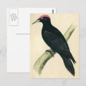 Antiek afdrukken van een zwarte Woodpecker Briefkaart (Voorkant / Achterkant)