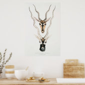 Antiek Afrikaanse Antelope Horns  Poster (Keuken)