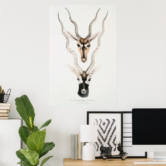 Antiek Afrikaanse Antelope Horns  Poster (Thuiskantoor)