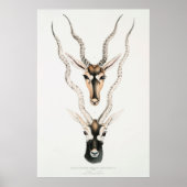 Antiek Afrikaanse Antelope Horns  Poster (Voorkant)