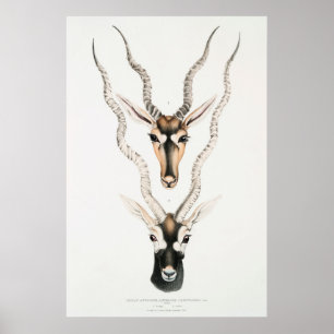 Antiek Afrikaanse Antelope Horns Poster