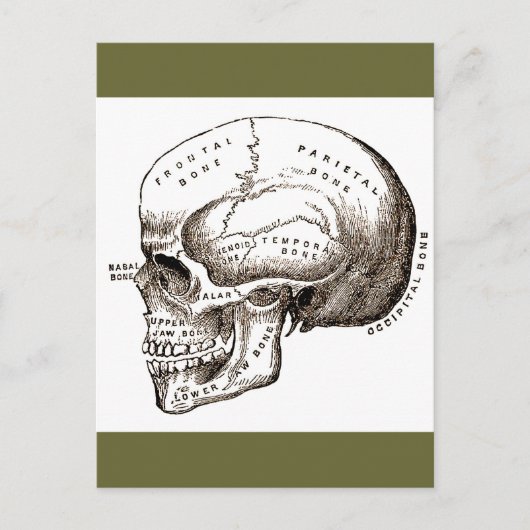 Antiek anatomie Anatomische schedel Briefkaart (Voorkant)