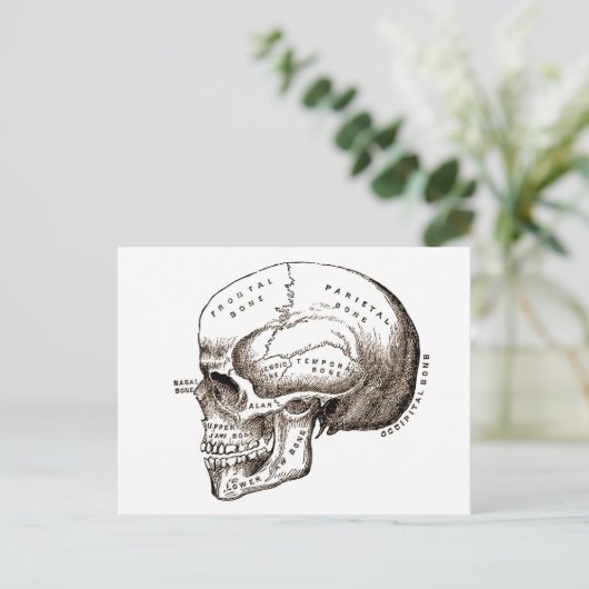Antiek anatomie Anatomische schedel Briefkaart (Staand voorkant)