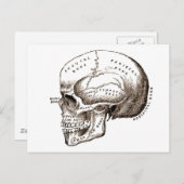 Antiek anatomie Anatomische schedel Briefkaart (Voorkant / Achterkant)