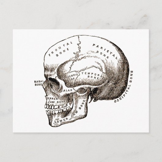 Antiek anatomie Anatomische schedel Briefkaart (Voorkant)