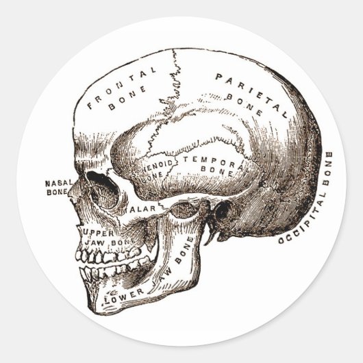 Antiek anatomie Anatomische schedel Ronde Sticker (Voorkant)