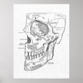 Antiek anatomie Botten Vintage Poster (Voorkant)