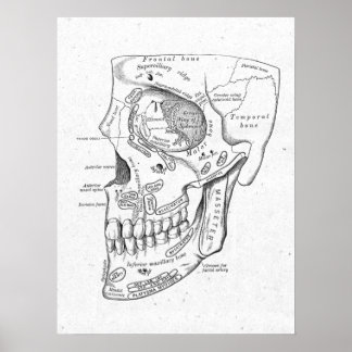 Antiek anatomie Botten Vintage Poster