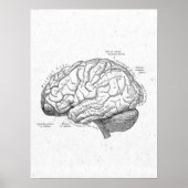 Antiek anatomie Brain Vintage Poster (Voorkant)