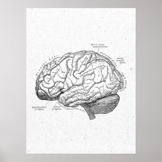 Antiek anatomie Brain Vintage Poster (Voorkant)