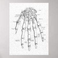 Antiek anatomie Handhand Botten Vintage Poster