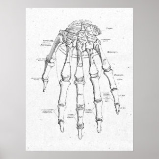 Antiek anatomie Handhand Botten Vintage Poster