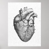 Antiek anatomie Hart Poster (Voorkant)