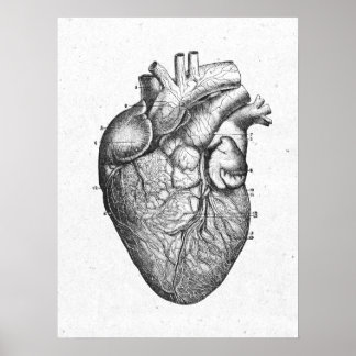 Antiek anatomie Hart  Poster