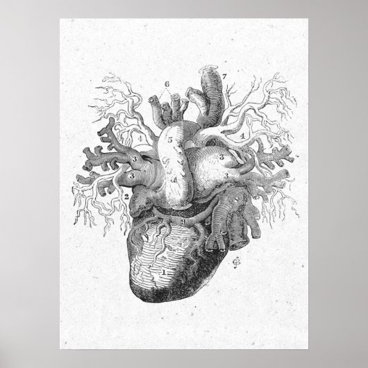 Antiek anatomie Heart Black & White Vintage Poster (Voorkant)