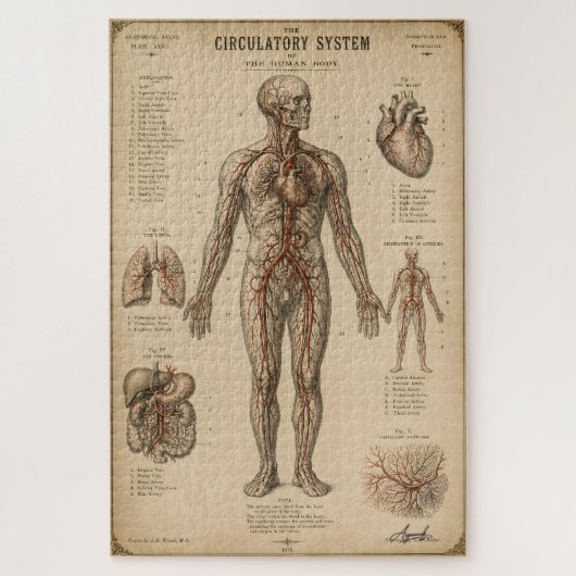 Antiek Anatomisch Bloedsomloopstelsel Legpuzzel (Verticaal)