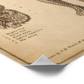 Antiek Anatomisch Bloedsomloopstelsel Poster (Hoek)