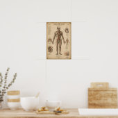 Antiek Anatomisch Bloedsomloopstelsel Poster (Keuken)