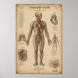 Antiek Anatomisch Bloedsomloopstelsel Poster