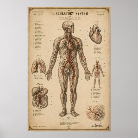 Antiek Anatomisch Bloedsomloopstelsel Poster (Voorkant)