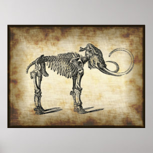 Antiek anatomische Botten van Mammoth Dinosaur Poster