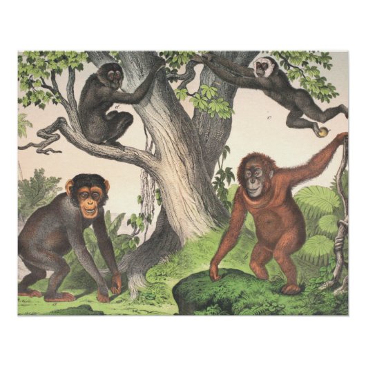 Antiek apen afdrukken (Voorkant)