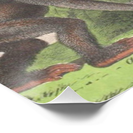 Antiek apen afdrukken (Hoek)