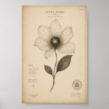 Antiek Astronomisch Bloemenschilderij aan de Muur