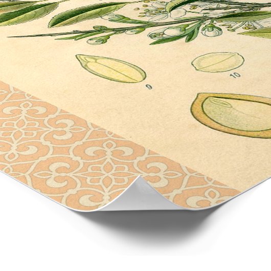 Antiek Blackthorn Botanische Print Bloembes (Hoek)