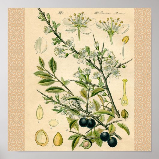 Antiek Blackthorn Botanische Print Bloembes (Voorkant)