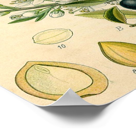 Antiek Blackthorn Botanische Print Bloembes (Hoek)