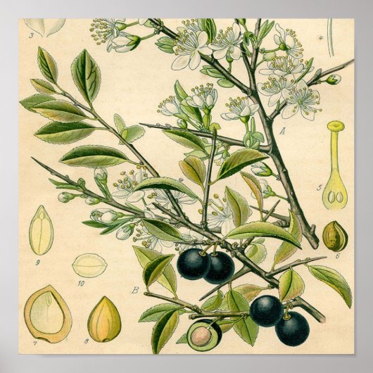 Antiek Blackthorn Botanische Print Bloembes (Voorkant)