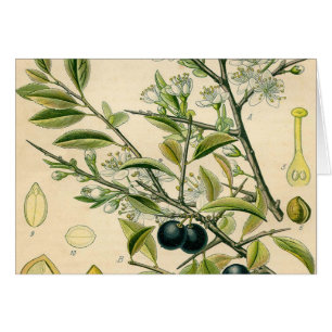 Antiek Blackthorn Botanische Print Bloembes
