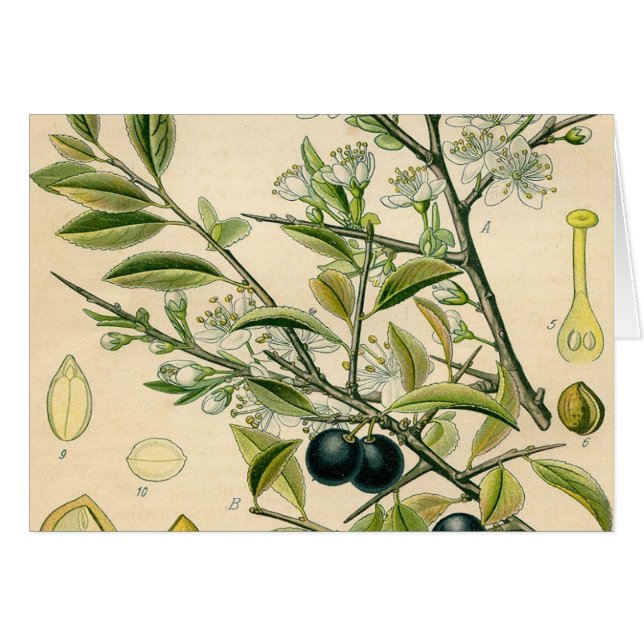 Antiek Blackthorn Botanische Print Bloembes (Voorkant Horizontaal)