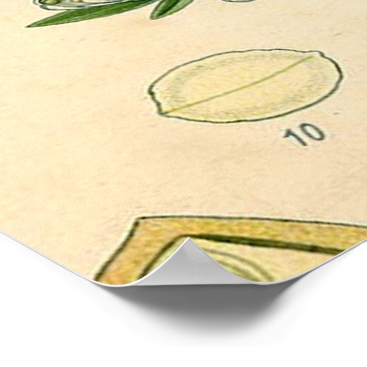 Antiek Blackthorn Botanische Print Bloembes (Hoek)