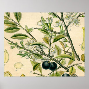 Antiek Blackthorn Botanische Print Bloembes
